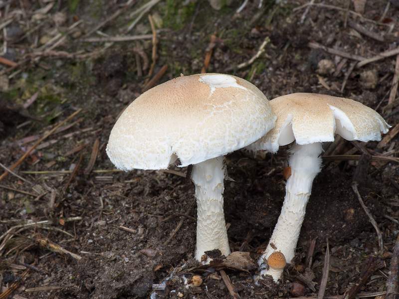 Lepiota oreadiformis